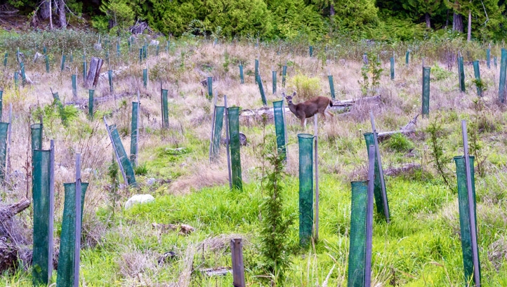 Offsetting schemes often involve conserving, restoring or creating habitats like woodland, which sequester carbon